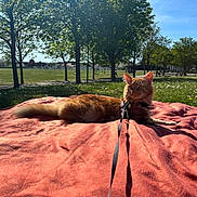 Gohan participe au concours pour gagner de l'argent avec cette photo : cat, ginger_cat, blanket, leash, park, grass, trees, sunlight, shadow, outdoor, nature, blue_sky, relaxing, pet, animal, daytime, greenery, leisure, calm, feline