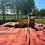 cat, ginger_cat, blanket, leash, park, grass, trees, sunlight, shadow, outdoor, nature, blue_sky, relaxing, pet, animal, daytime, greenery, leisure, calm, feline
