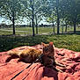 cat, ginger_cat, blanket, leash, park, sunlight, grass, trees, outdoor, pet, animal, relaxing, nature, daytime, shadow, feline, leisure, summer, greenery, domestic_animal