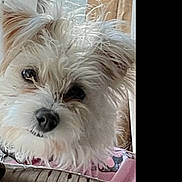 Sol joined the competition — help win amazing prizes! dog, pet, fluffy, white, face, ears, nose, eyes, indoor, cushion, blanket, fur, collar, window, curtain, lock_screen, text_overlay, time_display, camera_icon, phone