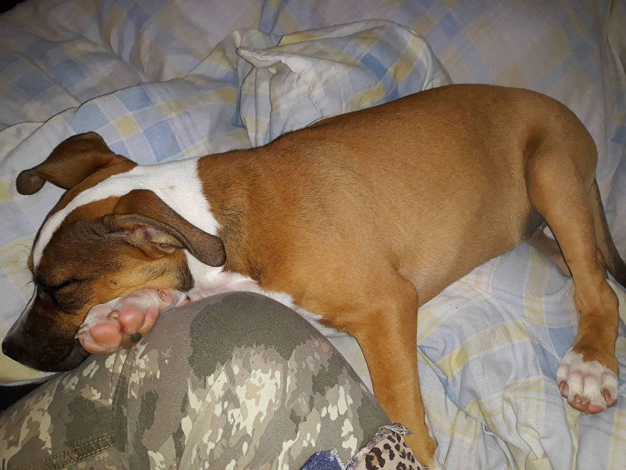 Kita participe au concours pour gagner de l'argent avec cette photo : canidae, carnivore, dog, dog_breed, ear, fawn, mammal, nap, non_sporting_group, sporting_group, vertebrate