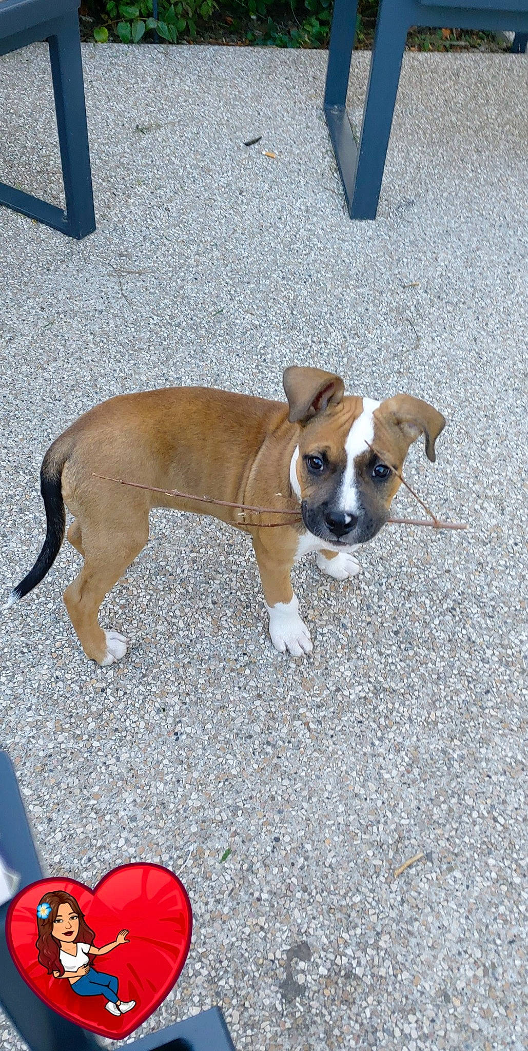 Kita participe au concours pour gagner de l'argent avec cette photo : american_staffordshire_terrier, canidae, carnivore, companion_dog, dog, dog_breed, fawn, mammal, non_sporting_group, puppy, rare_breed_dog, snout, sporting_group, vertebrate