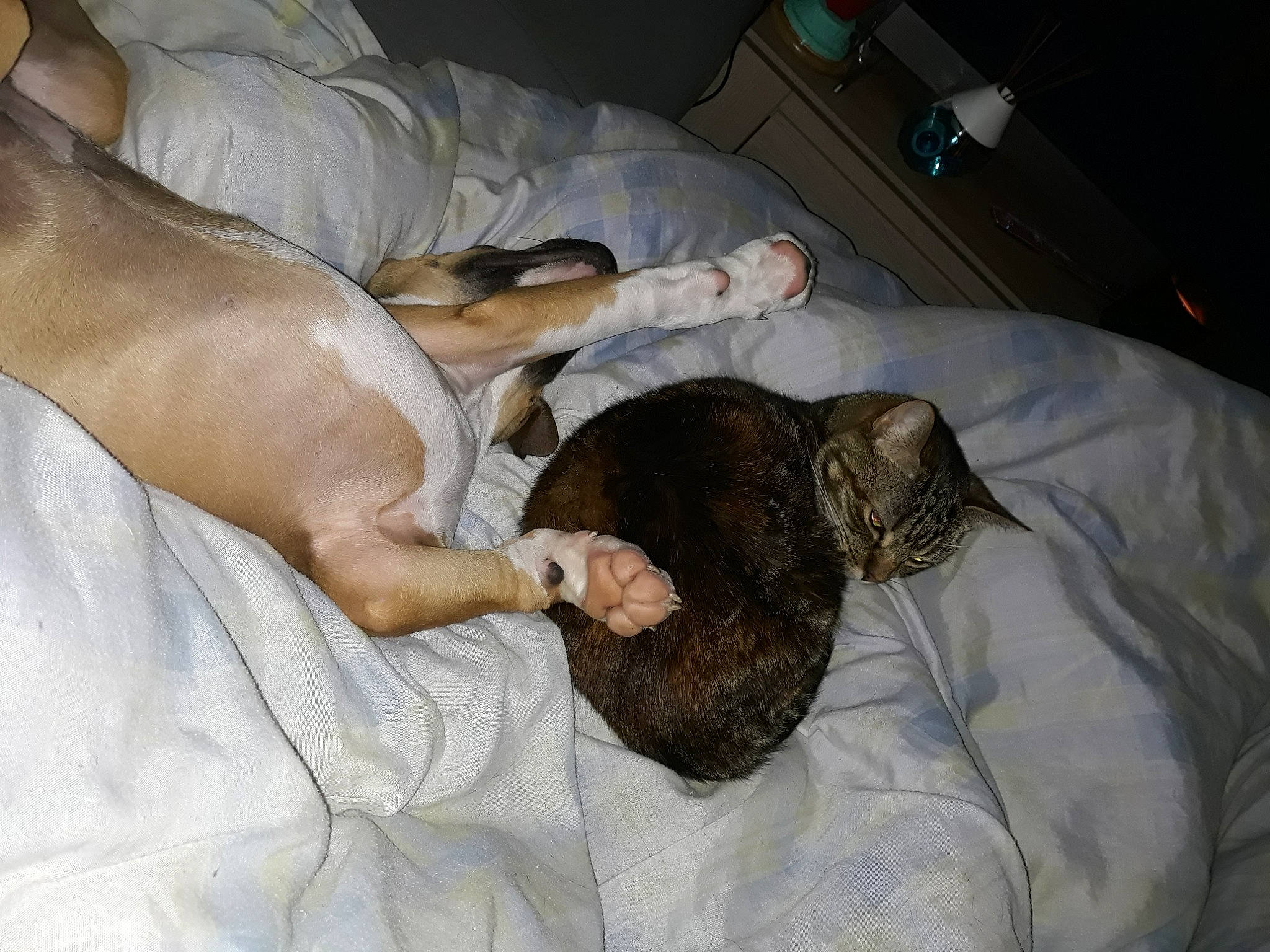 Kita a rejoint le concours — aidez-le/la à gagner de superbes lots ! canidae, carnivore, dog_breed, fawn, nap, non_sporting_group, sleep, sporting_group