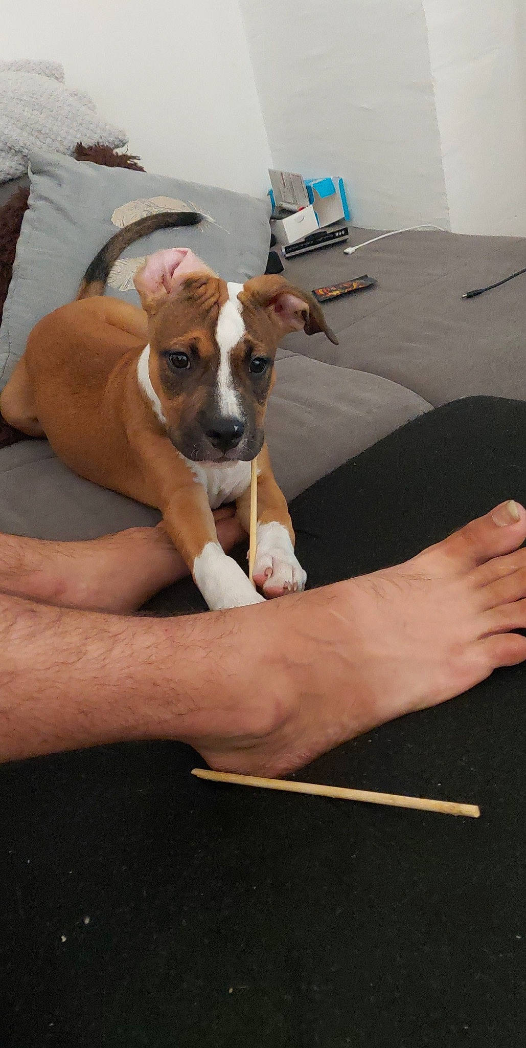 Kita participe au concours pour gagner de l'argent avec cette photo : american_pit_bull_terrier, american_staffordshire_terrier, canidae, carnivore, dog, dog_breed, fawn, mammal, non_sporting_group, puppy, vertebrate