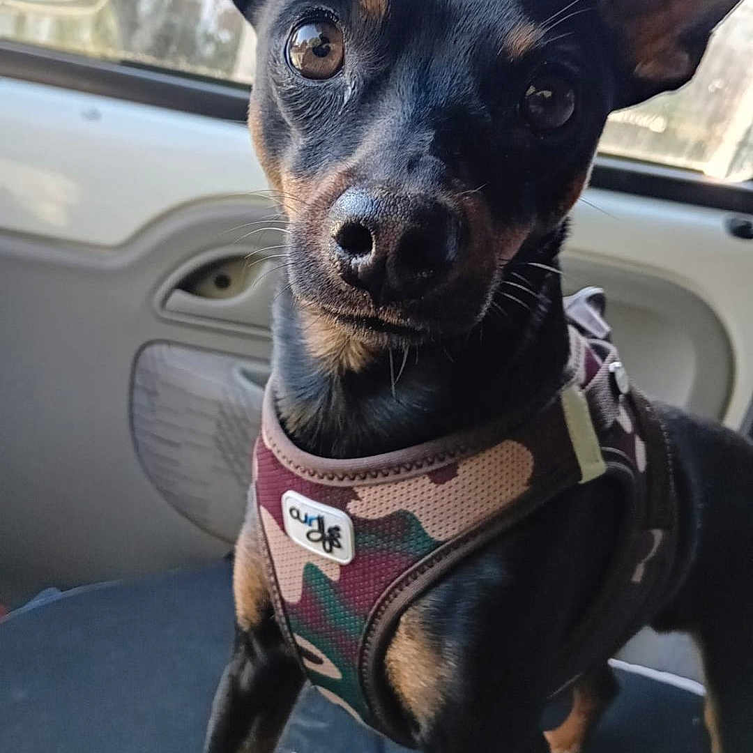 Jack a rejoint le concours — aidez-le/la à gagner de superbes lots ! animal, black_and_tan, canine, car, car_seat, closeup, curious, dog, domestic, ears, eyes, fur, harness, muzzle, pet, snout, standing, vehicle_interior, whiskers, window
