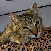 Molly joined the competition — help win amazing prizes! cat, tabby_cat, pet, animal, feline, resting, closeup, indoor, blanket, pattern, leopard_print, fur, whiskers, ears, paw, relaxation, cute, sleepy, domestic_animal, face