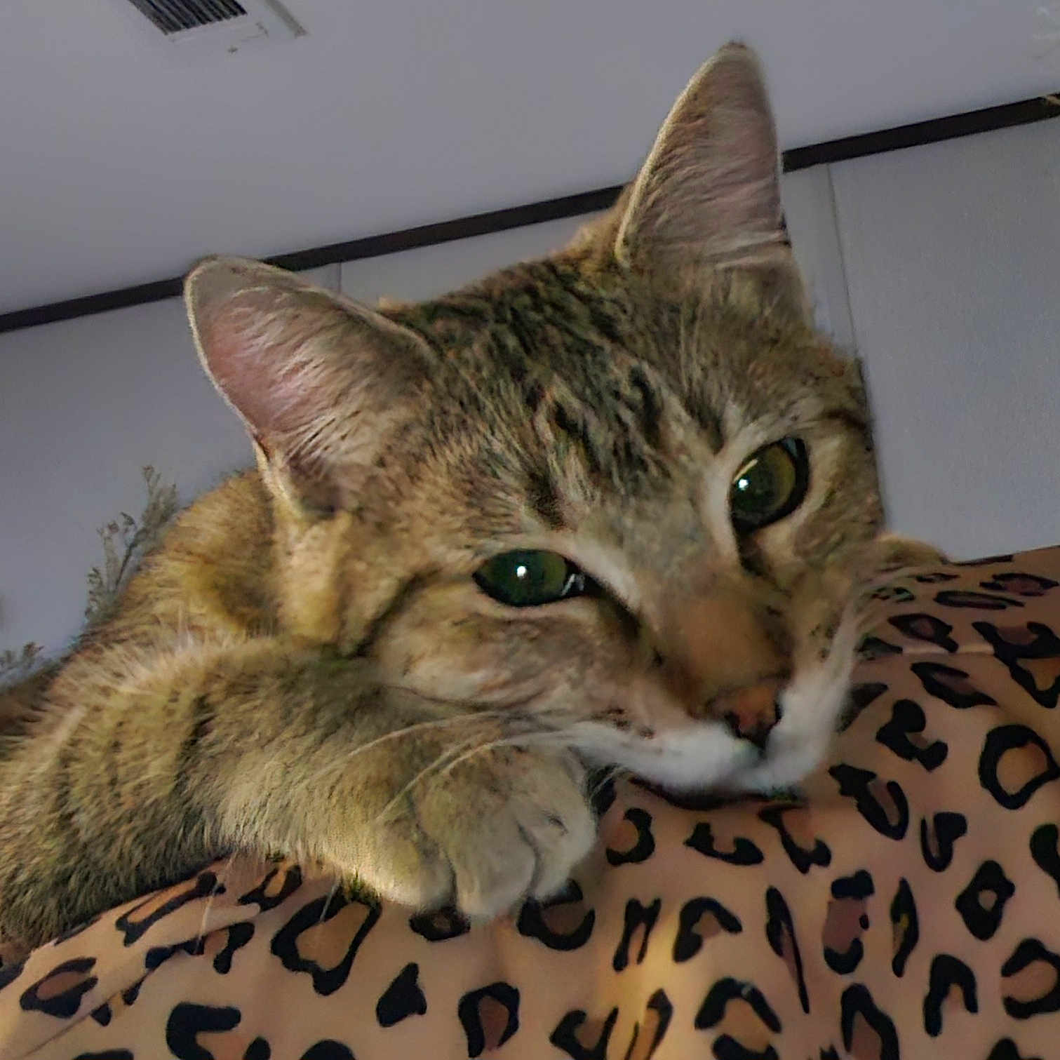 Molly joined the competition — help win amazing prizes! animal, blanket, cat, closeup, cute, domestic_animal, ears, face, feline, fur, indoor, leopard_print, pattern, paw, pet, relaxation, resting, sleepy, tabby_cat, whiskers