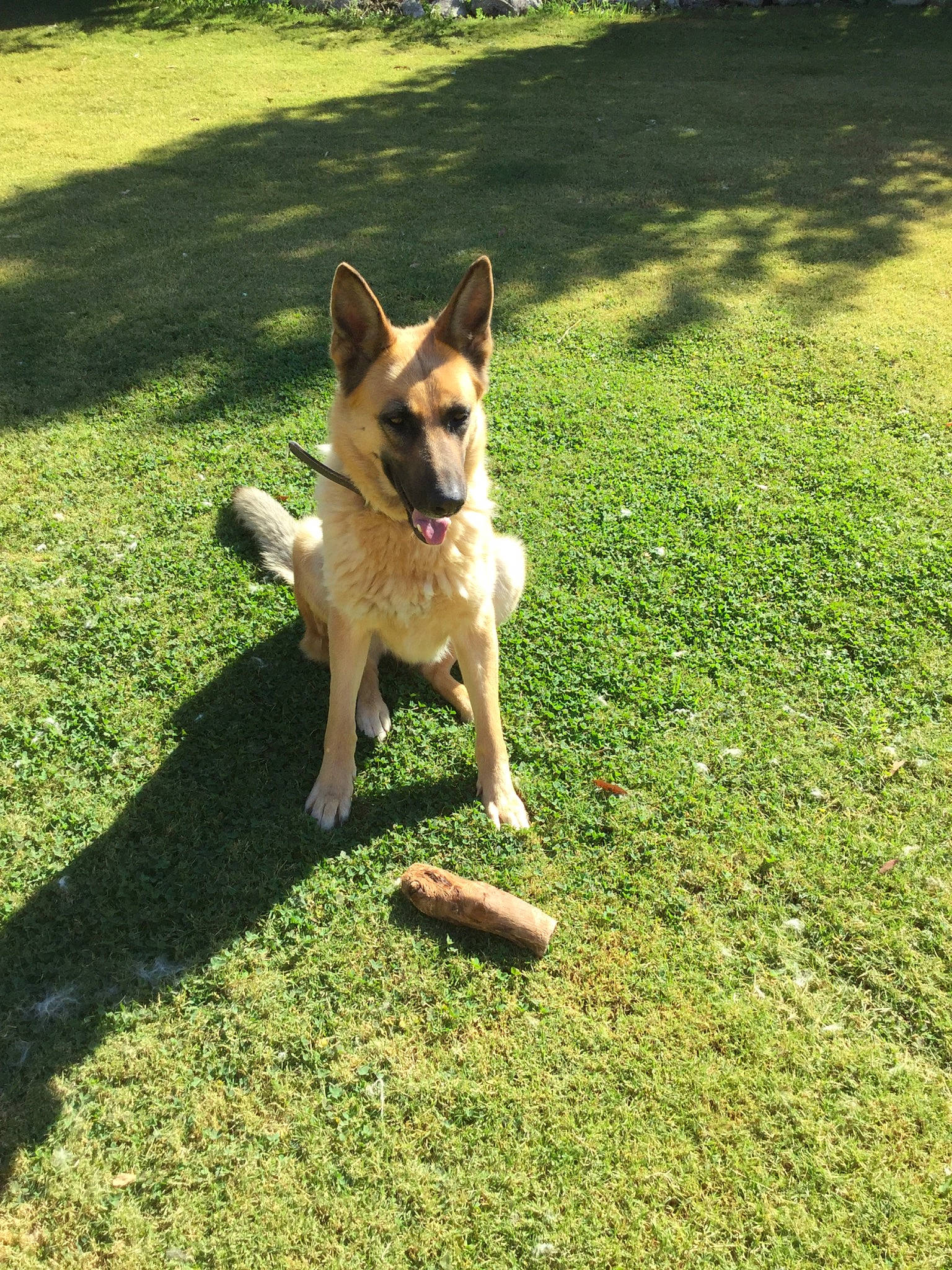 Della is registered to the contest to win money with this photo: akita, australian_cattle_dog, canidae, carnivore, carolina_dog, companion_dog, dog, dog_breed, dog_walking, east_european_shepherd, fawn, german_shepherd_dog, grass, lawn, mammal, norwegian_buhund, norwegian_lundehund, tail, vertebrate, working_dog