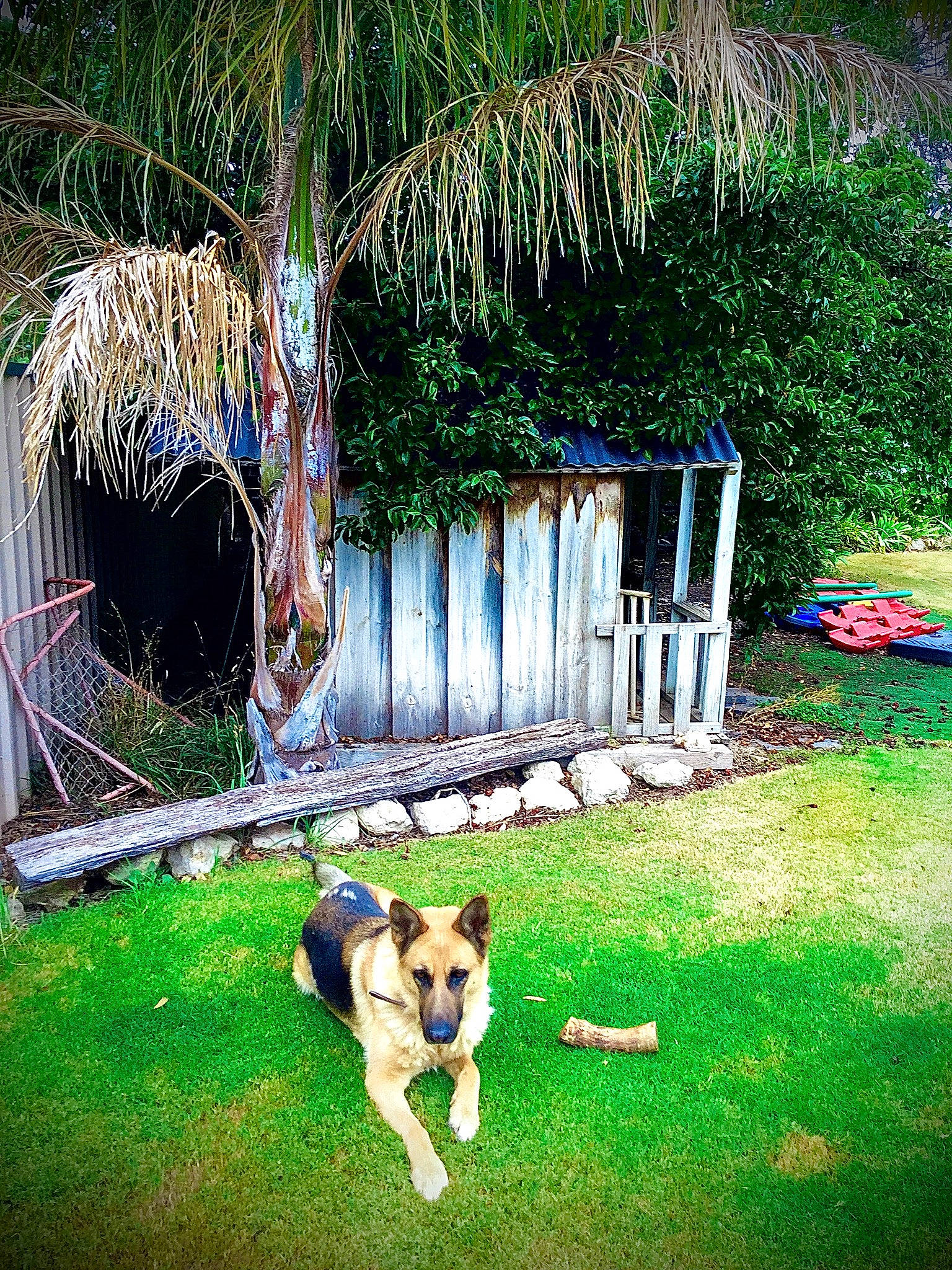 Della joined the competition — help win amazing prizes! akita, backyard, canidae, carnivore, dog, dog_breed, fence, garden, grass, grass_family, home, house, lawn, plant, puppy, shed, shrub, tree, vacation, yard