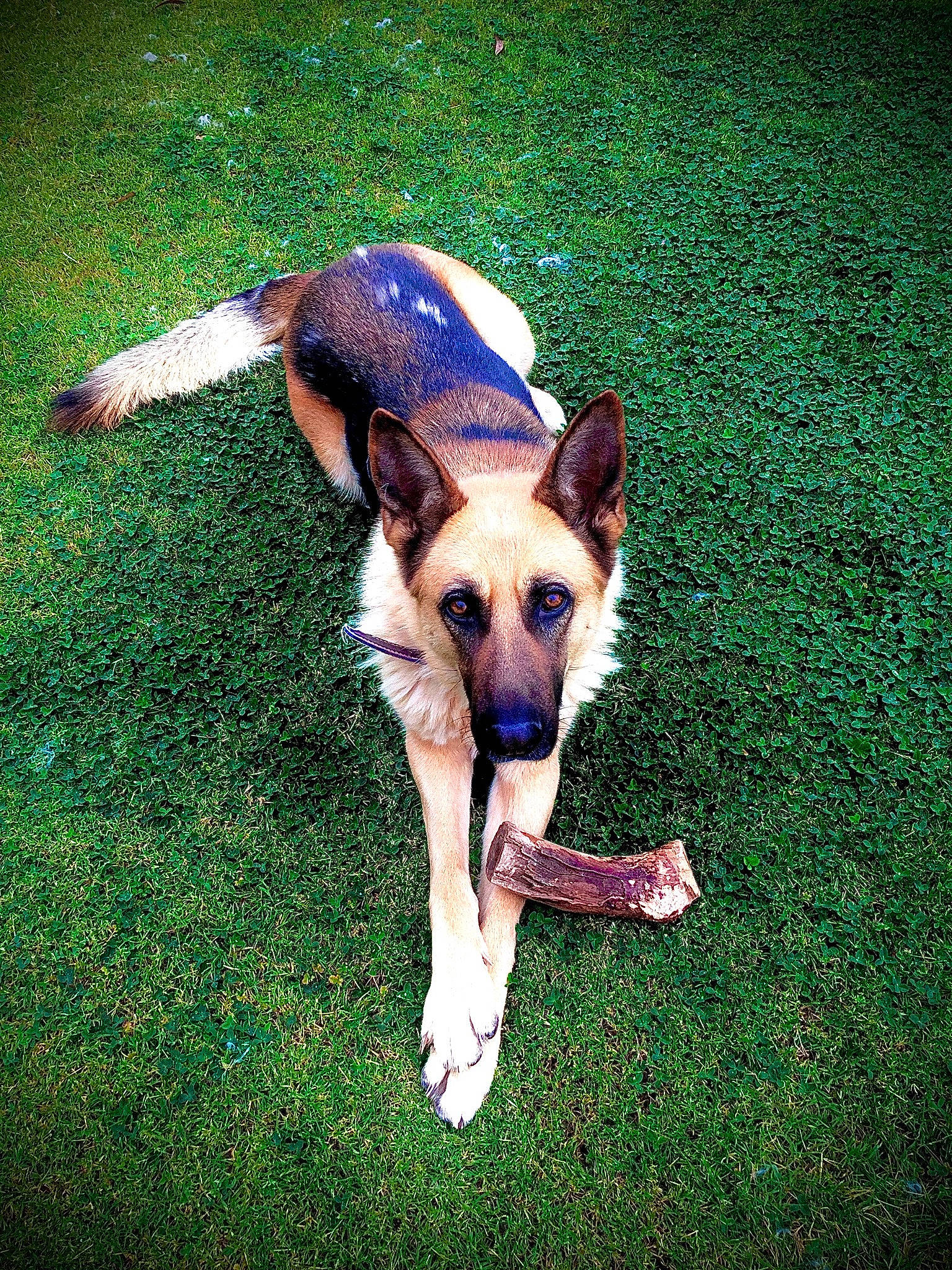 Della joined the competition — help win amazing prizes! belgian_shepherd, belgian_shepherd_malinois, canidae, carnivore, dog, dog_breed, east_european_shepherd, fawn, german_shepherd_dog, grass, king_shepherd, mammal, old_german_shepherd_dog, plant, snout, vertebrate, working_dog