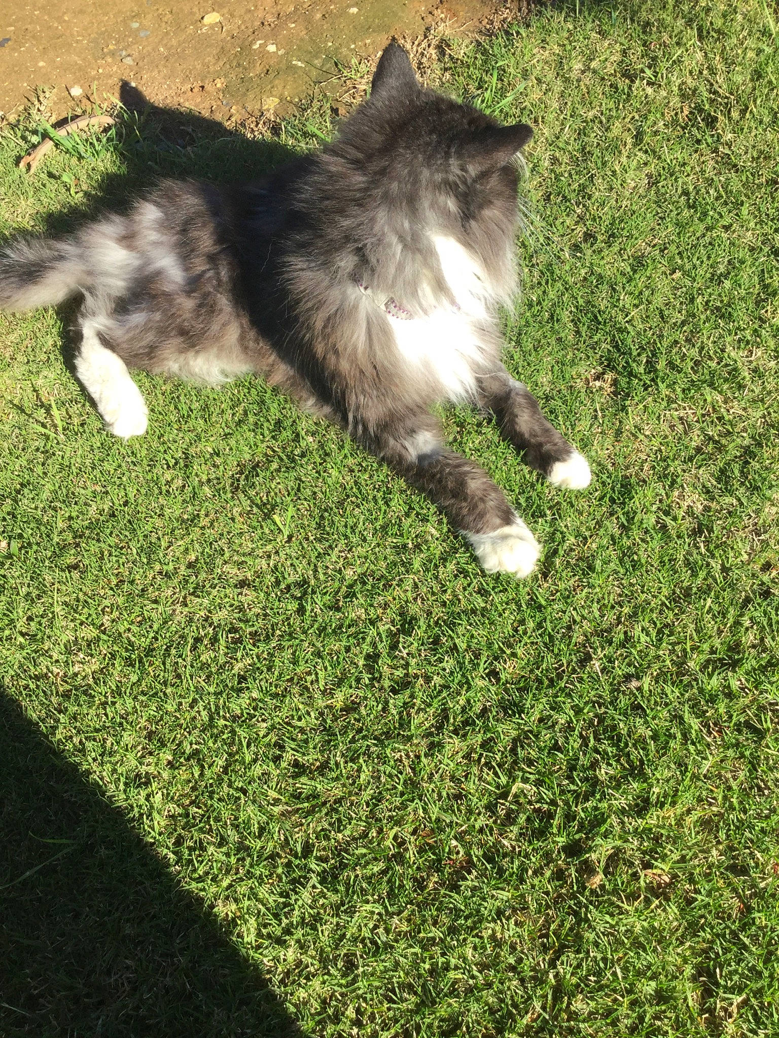 Shotgun joined the competition — help win amazing prizes! canidae, carnivore, cat, dog_breed, domestic_short_haired_cat, felidae, grass, kitten, lawn, plant, small_to_medium_sized_cats, tail