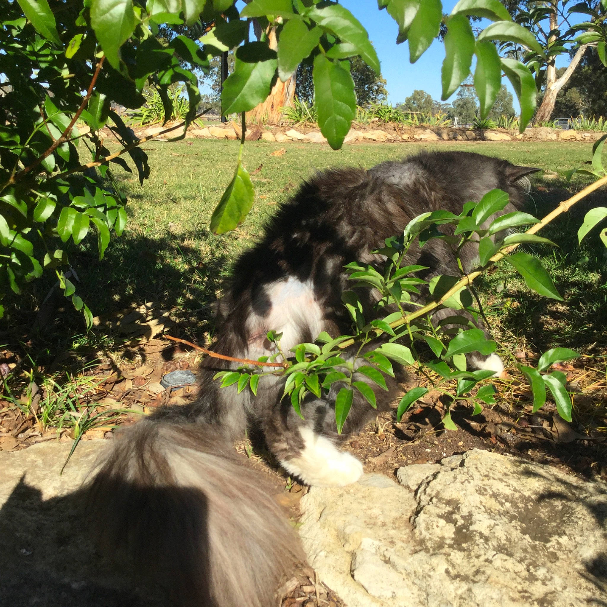 Shotgun is registered to the contest to win money with this photo: carnivore, cat, felidae, organism, plant, small_to_medium_sized_cats, tail, tree