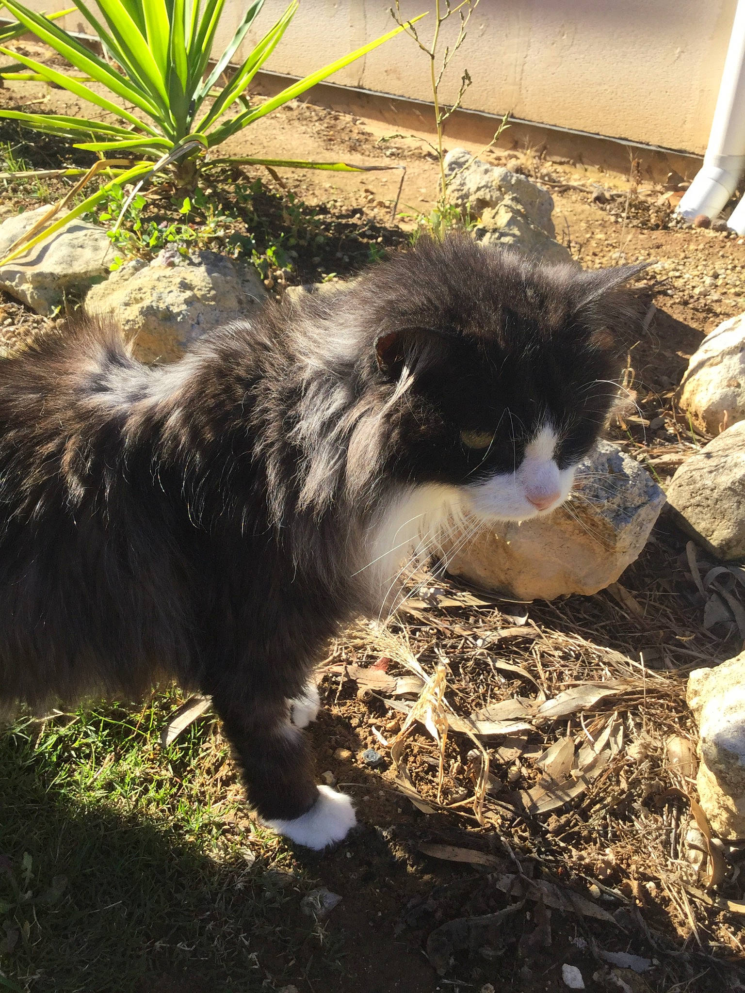 Shotgun joined the competition — help win amazing prizes! canidae, carnivore, cat, felidae, grass, mammal, plant, small_to_medium_sized_cats, whiskers