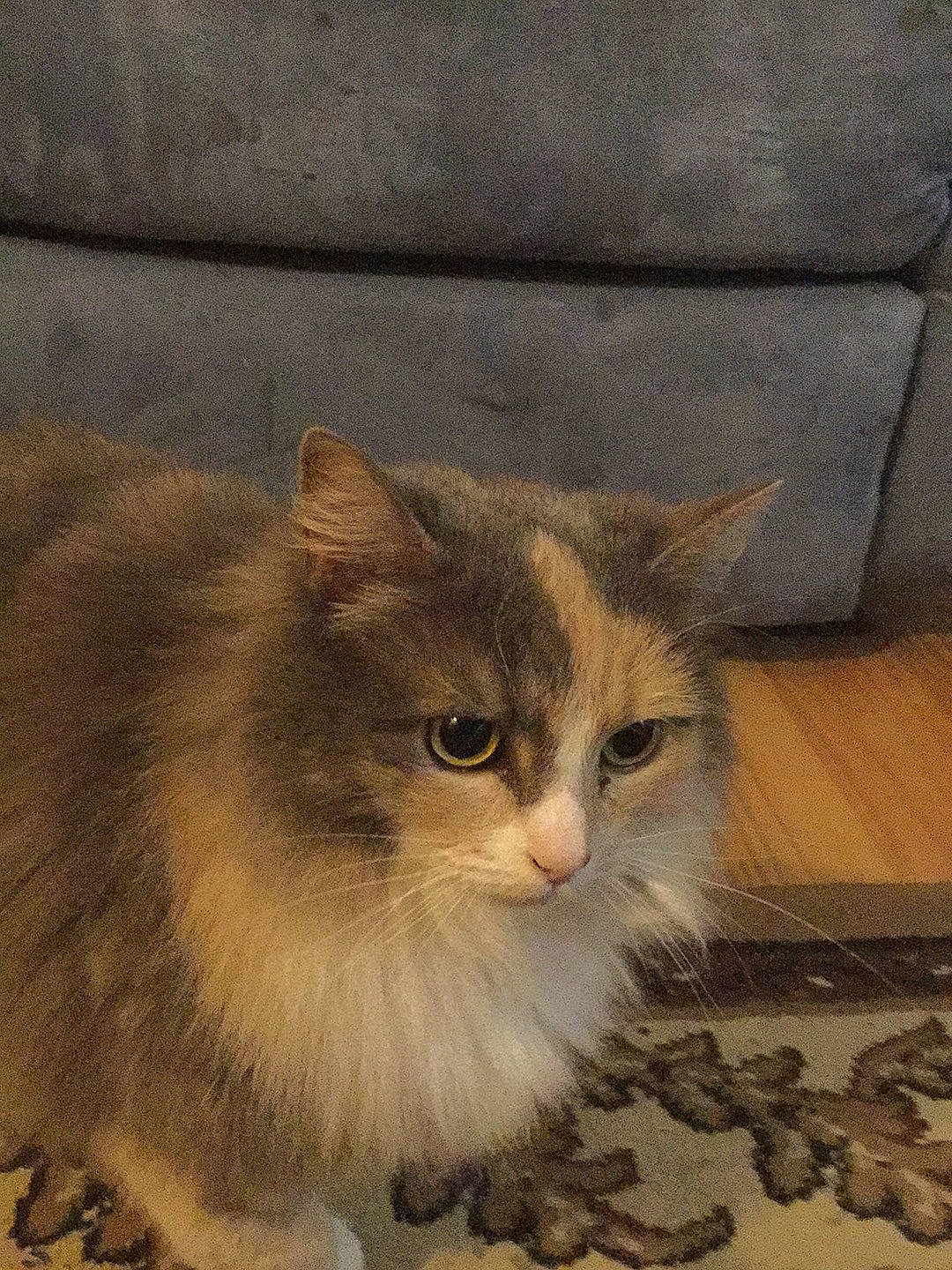 Pat is registered to the contest to win money with this photo: aegean_cat, asian_semi_longhair, british_semi_longhair, carnivore, cat, cymric, domestic_long_haired_cat, domestic_short_haired_cat, european_shorthair, fawn, felidae, kitten, mammal, napoleon_cat, norwegian_forest_cat, persian, ragamuffin, siberian, small_to_medium_sized_cats, whiskers