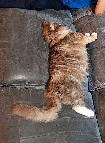 Pat joined the competition — help win amazing prizes! canidae, carnivore, cat, dog_breed, domestic_long_haired_cat, ear, fawn, felidae, fur, kitten, laperm, maine_coon, norwegian_forest_cat, persian, small_to_medium_sized_cats, tail, whiskers