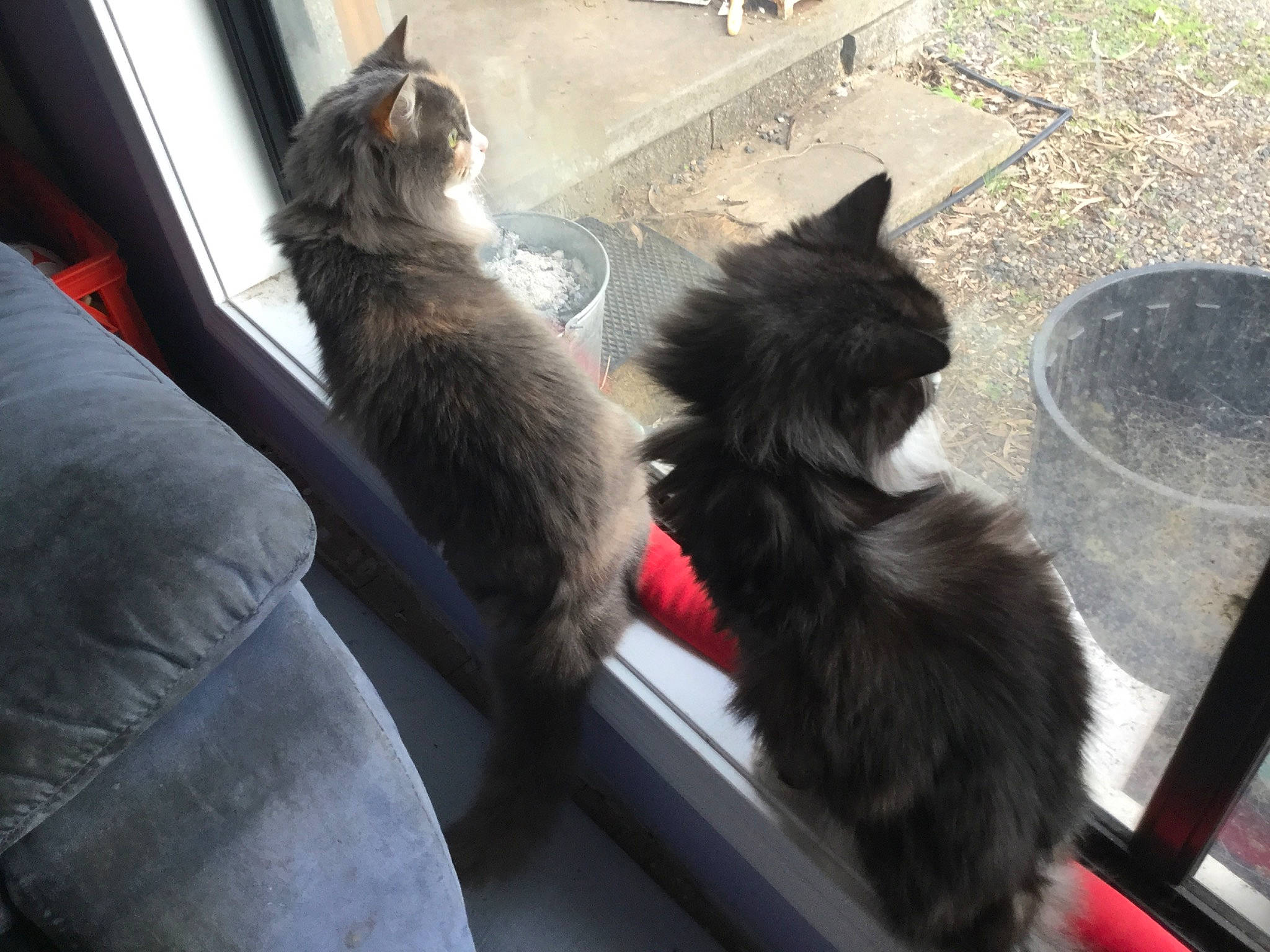 Pat joined the competition — help win amazing prizes! black_cat, carnivore, cat, domestic_long_haired_cat, felidae, fur, kitten, maine_coon, nebelung, norwegian_forest_cat, polydactyl_cat, small_to_medium_sized_cats, tail, whiskers