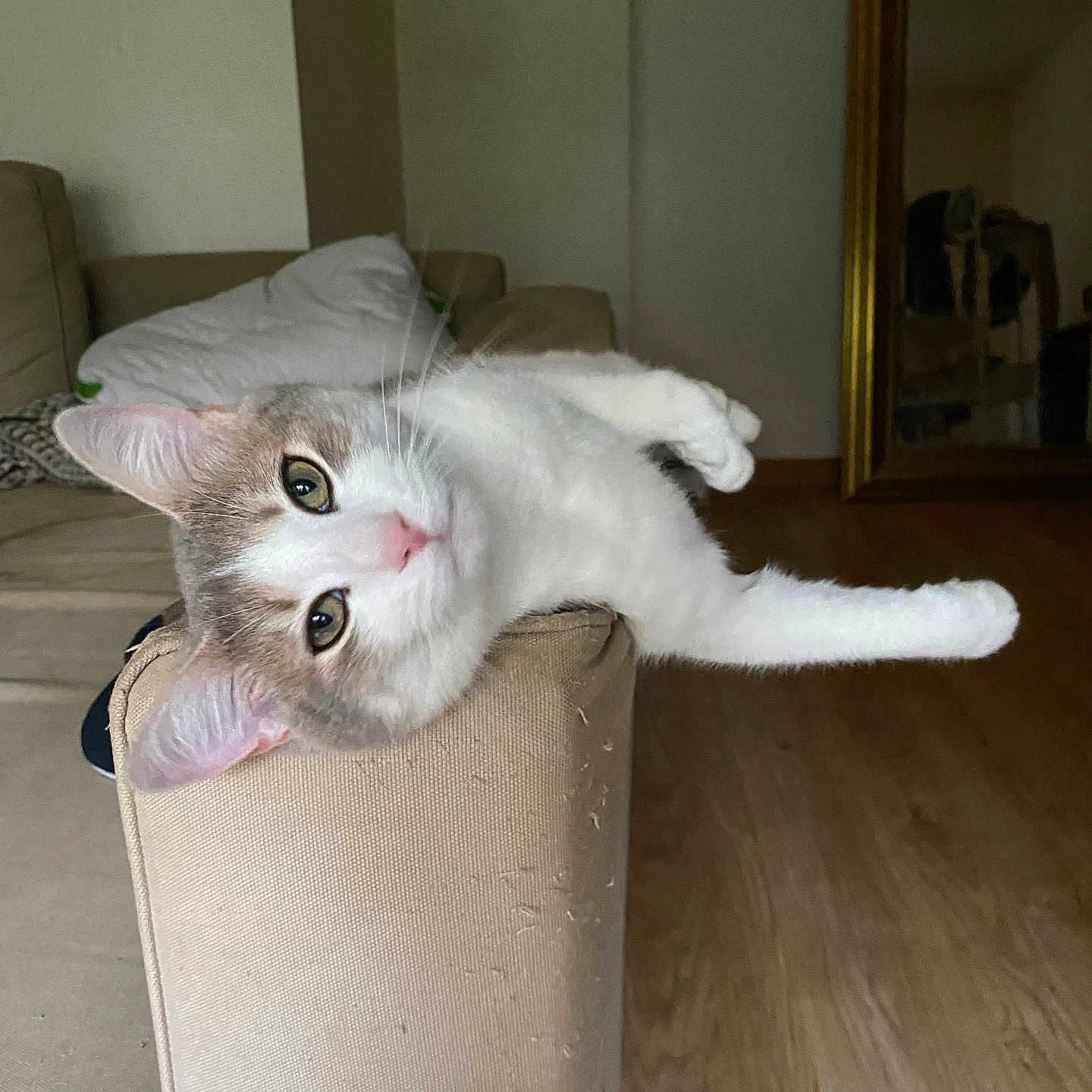 Grouillard participe au concours pour gagner de l'argent avec cette photo : animal, beige, cat, couch, cozy, curious, cute, ears, eyes, fur, furniture, home, indoor, living_room, mirror, pet, relaxed, resting, whiskers, wooden_floor