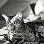animal, bed, black_and_white, blanket, cat, close_up, domestic_cat, feline, fur, indoor, lying_down, pet, portrait, relaxed, resting, sleepy, soft_light, striped, tabby_cat, whiskers