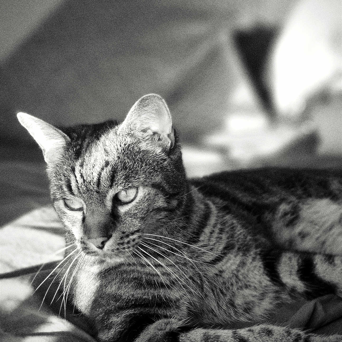 Happy participe au concours pour gagner de l'argent avec cette photo : animal, bed, black_and_white, blanket, cat, close_up, domestic_cat, feline, fur, indoor, lying_down, pet, portrait, relaxed, resting, sleepy, soft_light, striped, tabby_cat, whiskers