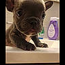 adorable, animal, bathroom, cabinet, closeup, curious, cute, dog, domestic_animal, ears, face, fur, household, indoor, pet, puppy, sink, small, tongue_out, young