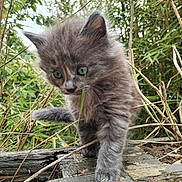 Wiskas participe au concours pour gagner de l'argent avec cette photo : kitten, cat, gray_fur, outdoor, nature, plants, wood, curious, young_animal, closeup, furry, small, exploring, greenery, sticks, animal, pet, wildlife, cute, adventure