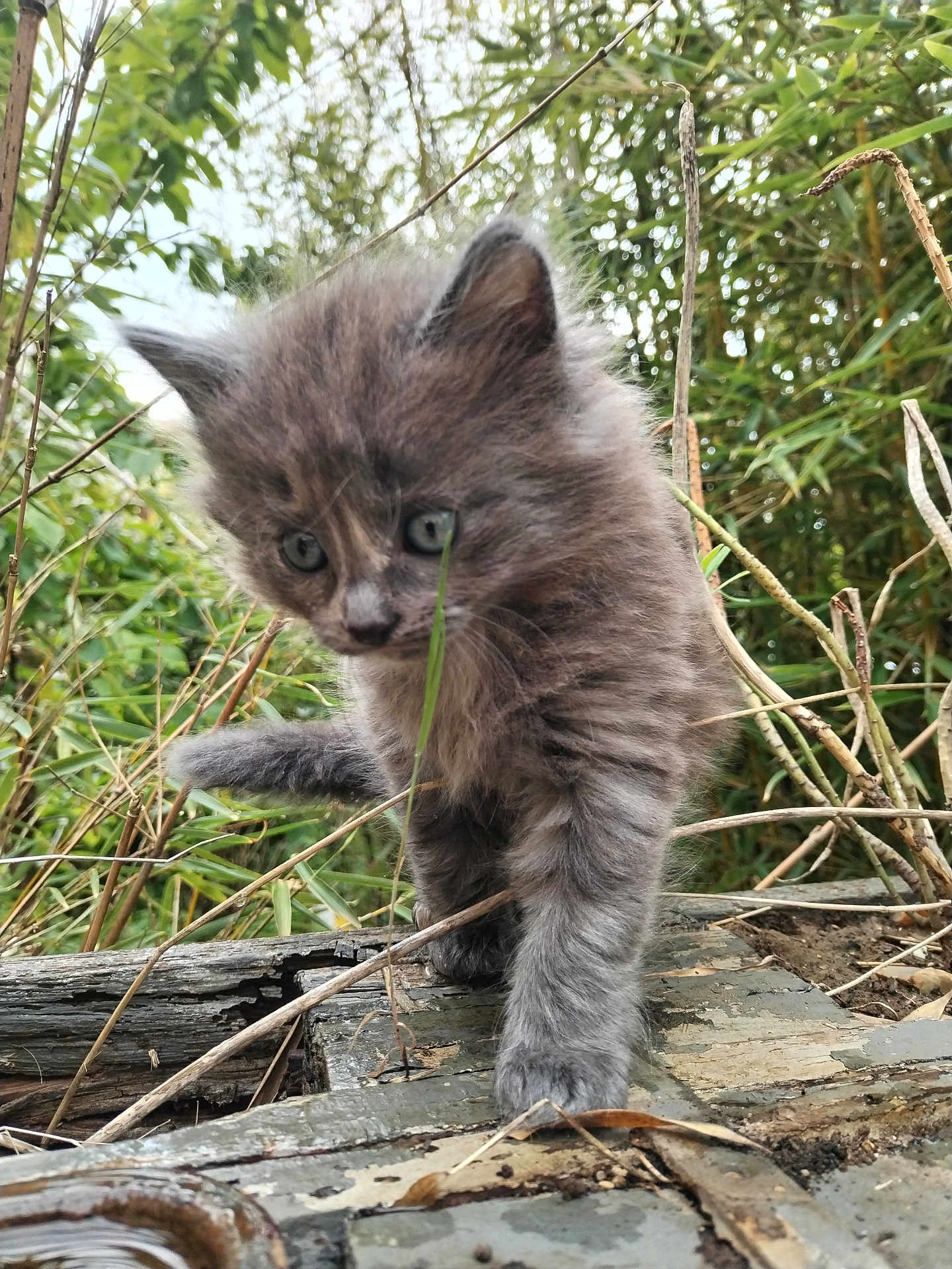 Wiskas participe au concours pour gagner de l'argent avec cette photo : kitten, cat, gray_fur, outdoor, nature, plants, wood, curious, young_animal, closeup, furry, small, exploring, greenery, sticks, animal, pet, wildlife, cute, adventure