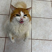 Summer is registered to the contest to win money with this photo: cat, orange, white, fluffy, pet, indoor, tile_floor, looking_up, meowing, feline, cute, animal, whiskers, ears, tail, domestic_cat, playful, fur, closeup, standing