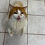 cat, orange, white, fluffy, pet, indoor, tile_floor, looking_up, meowing, feline, cute, animal, whiskers, ears, tail, domestic_cat, playful, fur, closeup, standing