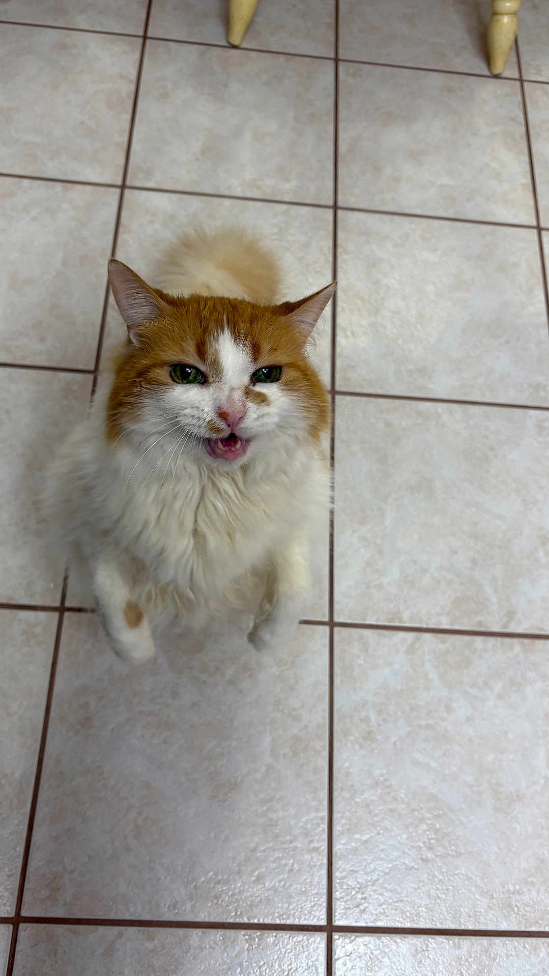 Summer is registered to the contest to win money with this photo: cat, orange, white, fluffy, pet, indoor, tile_floor, looking_up, meowing, feline, cute, animal, whiskers, ears, tail, domestic_cat, playful, fur, closeup, standing
