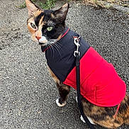 Louna a rejoint le concours — aidez-le/la à gagner de superbes lots ! cat, calico_cat, jacket, leash, outdoor, pavement, curious, pet, animal, fur, whiskers, green_eyes, side_view, walking, dry_grass, stone_wall, black, red, white_paws, nature