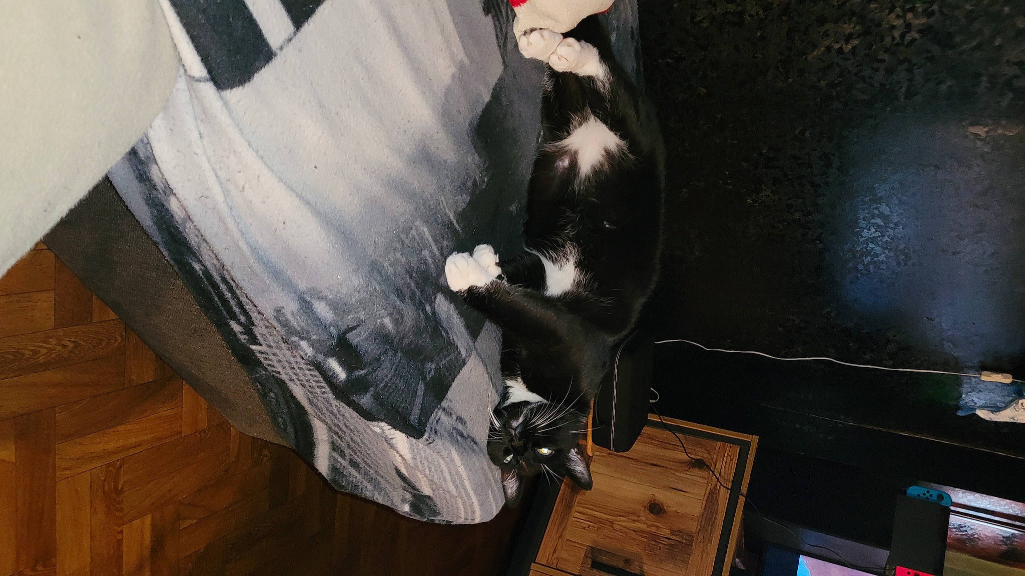 Saga a rejoint le concours — aidez-le/la à gagner de superbes lots ! art, dress, feather, felidae, flooring, fun, fur, hardwood, paper, room, shadow, small_to_medium_sized_cats, sporting_group, tail, tints_and_shades, tree, visual_arts, whiskers, wing, wood