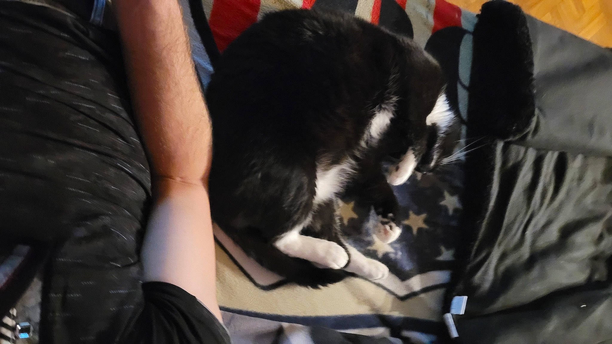 Saga a rejoint le concours — aidez-le/la à gagner de superbes lots ! carnivore, cat, comfort, companion_dog, dog_breed, domestic_short_haired_cat, elbow, felidae, fur, gesture, human_leg, nap, small_to_medium_sized_cats, tail, thigh, whiskers