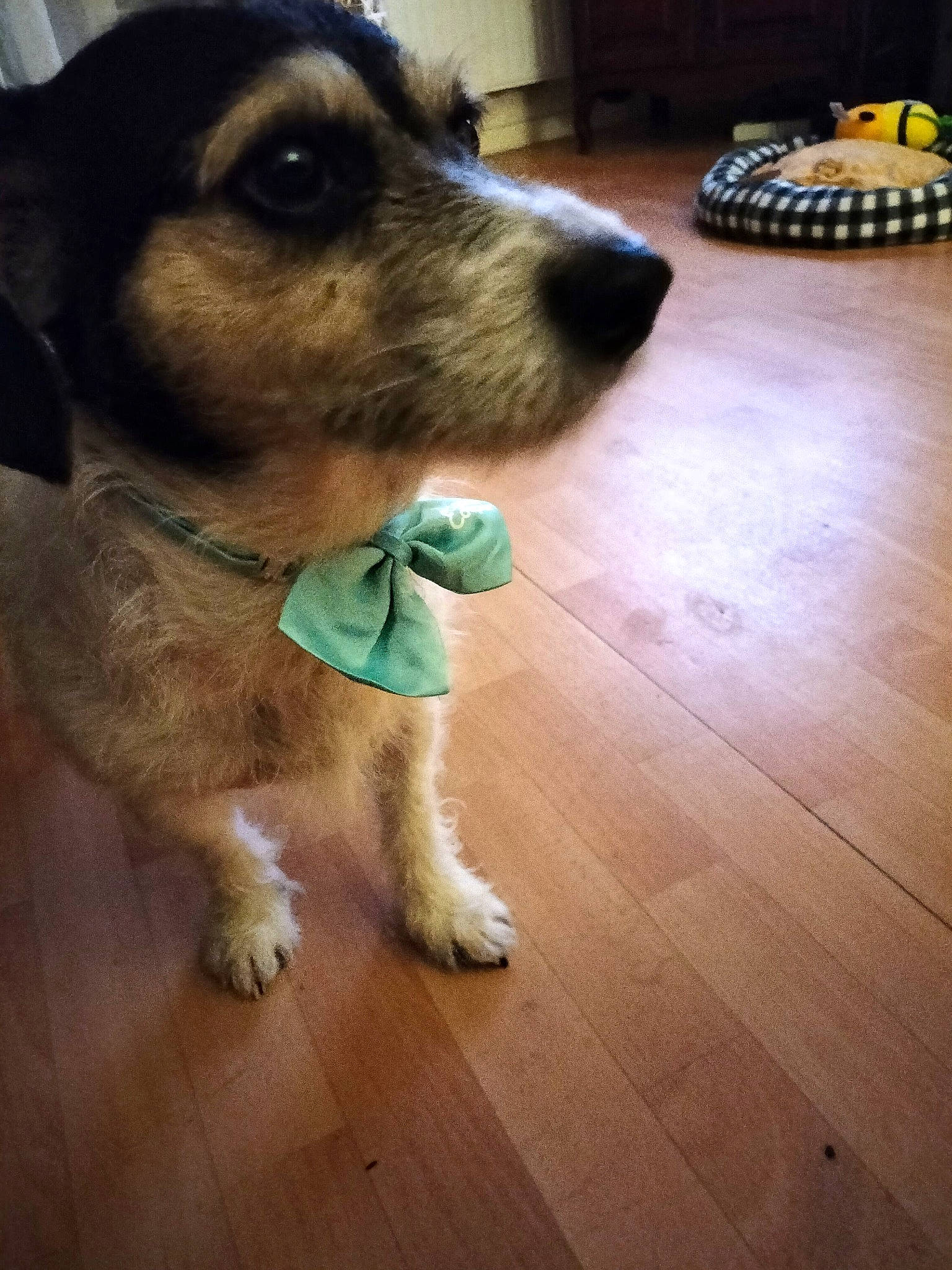 Number a rejoint le concours — aidez-le/la à gagner de superbes lots ! carnivore, collar, companion_dog, dog, dog_breed, dog_collar, dog_supply, floor, flooring, fur, hardwood, laminate_flooring, pet_supply, plank, snout, varnish, wood, wood_flooring, wood_stain, working_animal