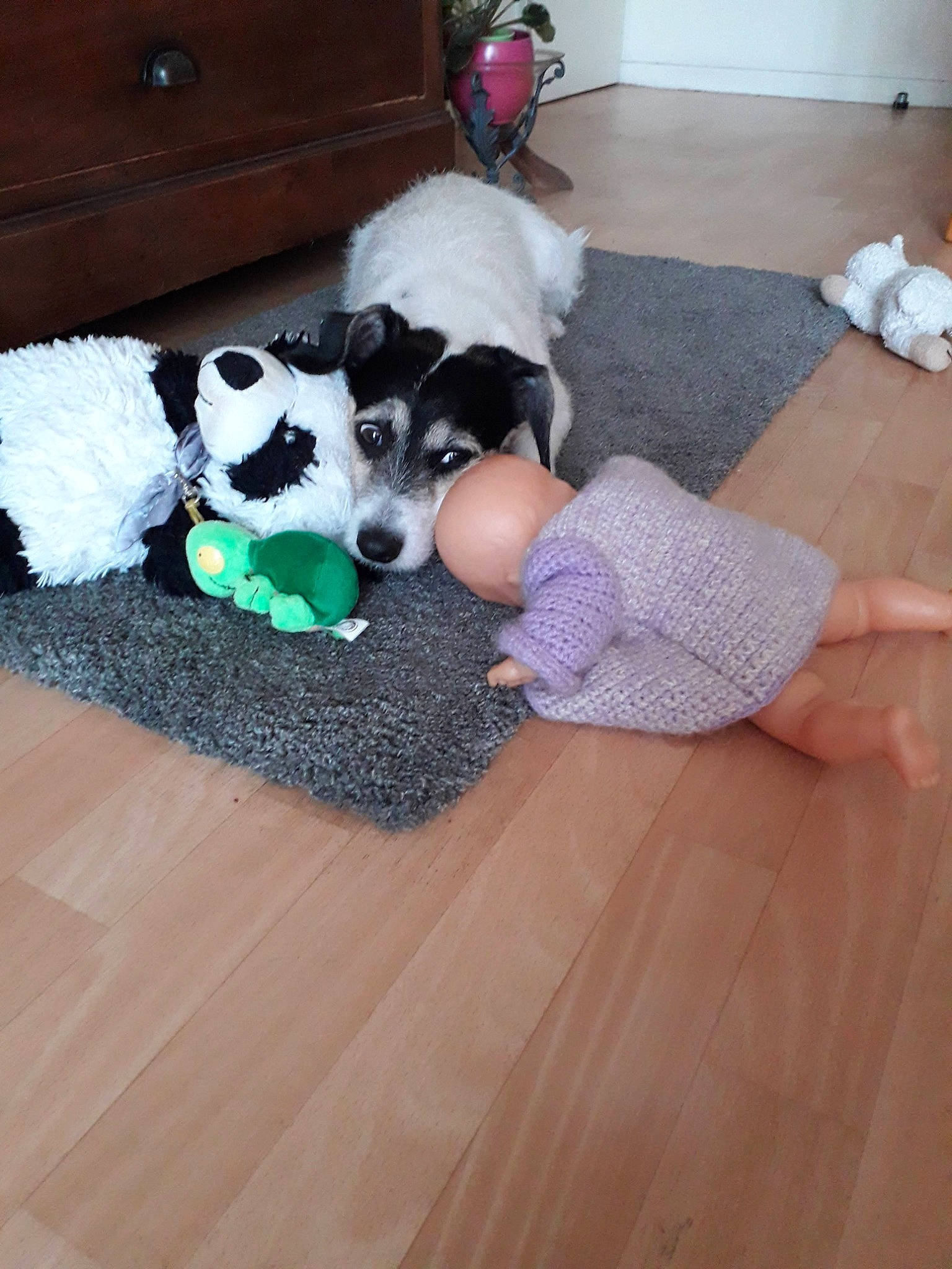 Number participe au concours pour gagner de l'argent avec cette photo : carnivore, comfort, companion_dog, dog, dog_breed, dog_supply, floor, flooring, fur, hardwood, human_leg, knee, laminate_flooring, living_room, thigh, varnish, wood, wood_flooring, wood_stain, working_animal