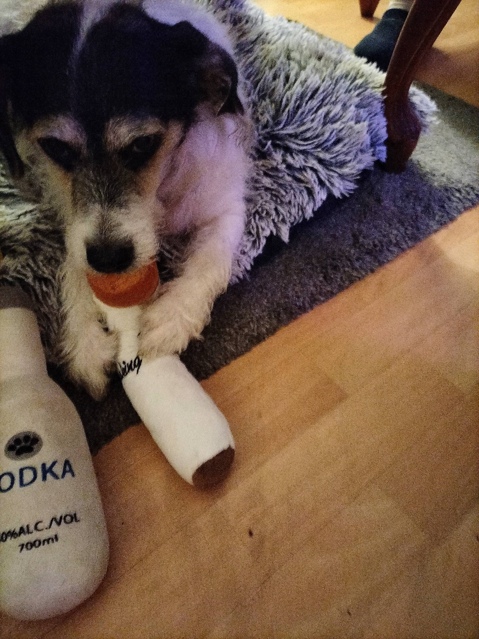 Number a rejoint le concours — aidez-le/la à gagner de superbes lots ! bottle, carnivore, chair, cloud, companion_dog, dog, dog_breed, felidae, flooring, fur, hardwood, laminate_flooring, paw, plastic_bottle, sky, snout, sporting_group, tail, toy, wood