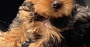 Sunny joined the competition — help win amazing prizes! puppy, dog, pet, cute, fluffy, fur, animal, young, portrait, indoors, closeup, face, eyes, black, brown, soft, adorable, small, companion, canine