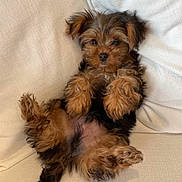 Sunny joined the competition — help win amazing prizes! puppy, dog, fluffy, cute, lying_down, couch, beige, fur, pet, relaxed, indoor, small_dog, paw, adorable, animal, mammal, canine, resting, young, companion