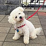 Sky joined the competition — help win amazing prizes! dog, white_dog, fluffy, small_dog, pet, leash, red_leash, collar, outdoor, pavement, tilted_head, cute, happy, waterfront, fence, stone_wall, playful, tongue_out, sitting, animal