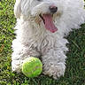 Sky joined the competition — help win amazing prizes! dog, white_dog, fluffy, tongue_out, tennis_ball, grass, pet, animal, playful, outdoor, cute, happy, canine, fur, summer, nature, close_up, resting, toy, friendly