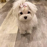 Sky is registered to the contest to win money with this photo: puppy, dog, white, bow, cute, fluffy, pet, indoor, floor, wooden_floor, small, adorable, animal, companion, domestic, young, face, fur, standing, looking