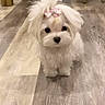 puppy, dog, white, bow, cute, fluffy, pet, indoor, floor, wooden_floor, small, adorable, animal, companion, domestic, young, face, fur, standing, looking
