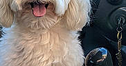 Sky joined the competition — help win amazing prizes! dog, pet, white_dog, fluffy, happy, tongue_out, car_interior, steering_wheel, gear_shift, seat, cute, animal, companion, sitting, portrait, domestic_animal, furry, friendly, indoor, vehicle