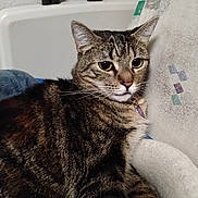 Shakira joined the competition — help win amazing prizes! animal, cat, closeup, collar, companion, couch, cushion, cute, domestic_animal, ears, feline, fur, indoor, mammal, pet, relaxed, resting, striped, tabby, whiskers