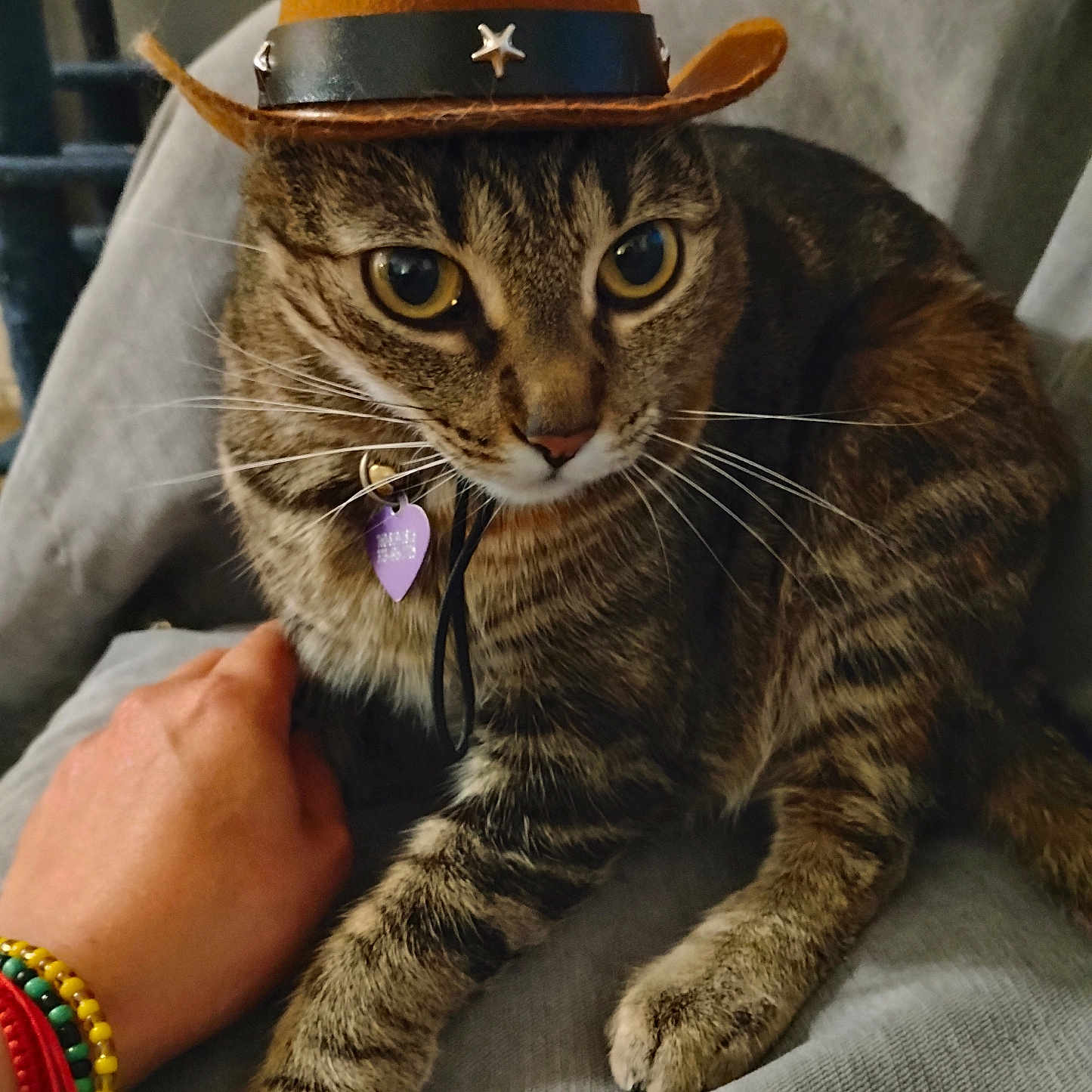 Shakira joined the competition — help win amazing prizes! animal, blanket, bracelet, cat, closeup, colorful_bracelets, cowboy_hat, cute, domestic_animal, eyes, face, feline, gray_blanket, hand, indoor, pet, relaxed, sitting, tabby, whiskers