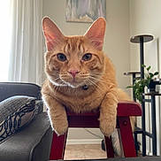 Mr Kitty is registered to the contest to win money with this photo: cat, orange_tabby, feline, indoor, stool, furniture, living_room, couch, pillow, plant, curtains, wall_art, pet, relaxed, close_up, whiskers, ears, floor, wood, cozy