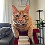cat, orange_tabby, feline, indoor, stool, furniture, living_room, couch, pillow, plant, curtains, wall_art, pet, relaxed, close_up, whiskers, ears, floor, wood, cozy
