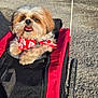 Oskar a rejoint le concours — aidez-le/la à gagner de superbes lots ! animal, bandana, canine, companion, cute, daylight, dog, fluffy, fur, happy, leisure, mesh, outdoor, pavement, pet, red, small_dog, stroller, sunlight, wheel