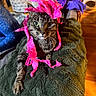 Jc joined the competition — help win amazing prizes! cat, tabby_cat, pet, animal, feline, green_eyes, face, whiskers, striped_fur, pink_paper, costume, funny, portrait, close_up, indoor, blanket, couch, living_room, cozy, relaxed