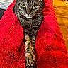 Jc joined the competition — help win amazing prizes! cat, tabby_cat, pet, animal, portrait, close_up, green_eyes, whiskers, ears, fur, striped_fur, sitting, front_paw, red_blanket, cozy, indoor, home, wooden_floor, furniture, photography