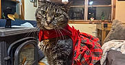 Jc joined the competition — help win amazing prizes! cat, tabby_cat, santa_hat, christmas, holiday, pet, animal, furry, whiskers, green_eyes, red_costume, tartan, bow_tie, sitting, portrait, indoors, living_room, cozy, pet_bed, fireplace